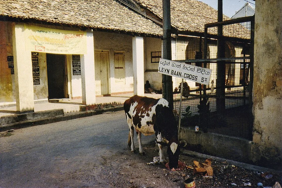 1993年加勒堡城街景,一頭牛旁有斜掛的雙語白牌,英文寫LEYN BAAN. CROSS ST。